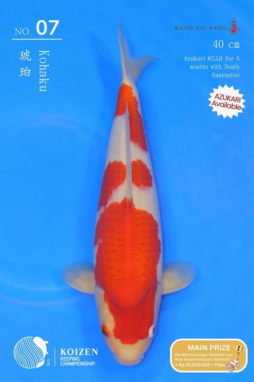 Lelang Koi Online, Jual Beli Ikan Koi, Pusat Jual Beli Koi, Info Lelang Koi Hari Ini, Platform Jual Beli Koi, Jual Beli Ikan Koi Online, Marketplace Ikan Koi, Jual Koi Terbaik, Tempat Beli Koi Berkualitas, Pasar Ikan Koi Online Terpercaya, Penjual Ikan Koi Terpercaya, Beli Koi Hias Online, Ikan Koi untuk Dijual, Koi Kualitas Terbaik, Toko Online Ikan Koi, Koi Hias Untuk Dijual, Jual Beli Ikan Koi Lokal, Koi Indonesia Online, Pusat Jual Beli Koi Terbesar