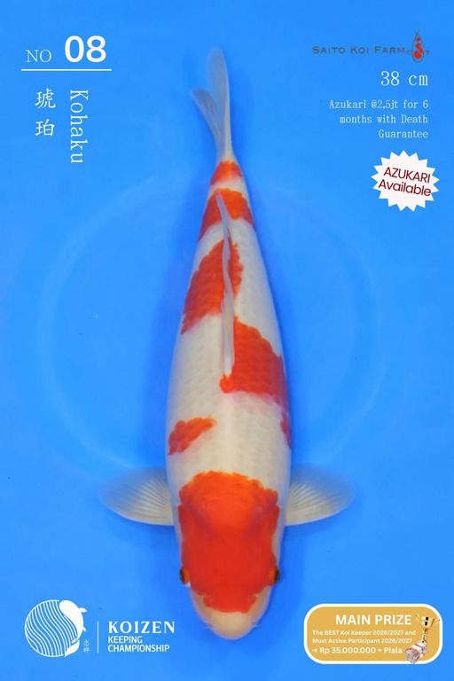 Lelang Koi Online, Jual Beli Ikan Koi, Pusat Jual Beli Koi, Info Lelang Koi Hari Ini, Platform Jual Beli Koi, Jual Beli Ikan Koi Online, Marketplace Ikan Koi, Jual Koi Terbaik, Tempat Beli Koi Berkualitas, Pasar Ikan Koi Online Terpercaya, Penjual Ikan Koi Terpercaya, Beli Koi Hias Online, Ikan Koi untuk Dijual, Koi Kualitas Terbaik, Toko Online Ikan Koi, Koi Hias Untuk Dijual, Jual Beli Ikan Koi Lokal, Koi Indonesia Online, Pusat Jual Beli Koi Terbesar