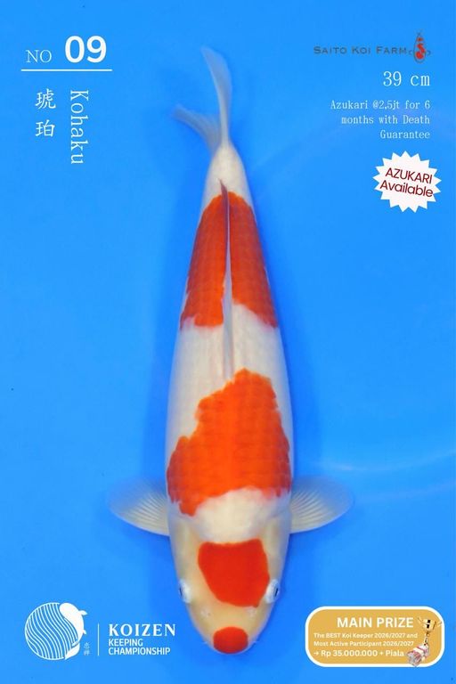 Lelang Koi Online, Jual Beli Ikan Koi, Pusat Jual Beli Koi, Info Lelang Koi Hari Ini, Platform Jual Beli Koi, Jual Beli Ikan Koi Online, Marketplace Ikan Koi, Jual Koi Terbaik, Tempat Beli Koi Berkualitas, Pasar Ikan Koi Online Terpercaya, Penjual Ikan Koi Terpercaya, Beli Koi Hias Online, Ikan Koi untuk Dijual, Koi Kualitas Terbaik, Toko Online Ikan Koi, Koi Hias Untuk Dijual, Jual Beli Ikan Koi Lokal, Koi Indonesia Online, Pusat Jual Beli Koi Terbesar
