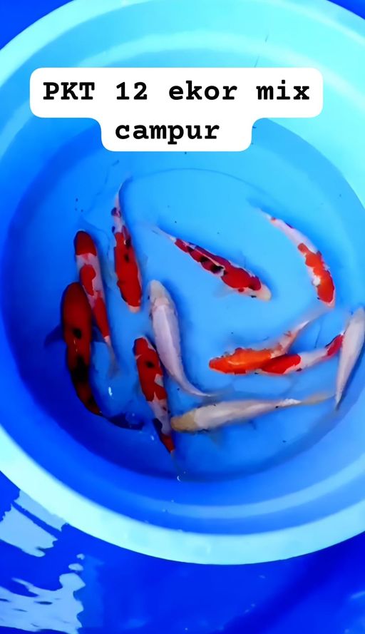 Lelang Koi Online, Jual Beli Ikan Koi, Pusat Jual Beli Koi, Info Lelang Koi Hari Ini, Platform Jual Beli Koi, Jual Beli Ikan Koi Online, Marketplace Ikan Koi, Jual Koi Terbaik, Tempat Beli Koi Berkualitas, Pasar Ikan Koi Online Terpercaya, Penjual Ikan Koi Terpercaya, Beli Koi Hias Online, Ikan Koi untuk Dijual, Koi Kualitas Terbaik, Toko Online Ikan Koi, Koi Hias Untuk Dijual, Jual Beli Ikan Koi Lokal, Koi Indonesia Online, Pusat Jual Beli Koi Terbesar
