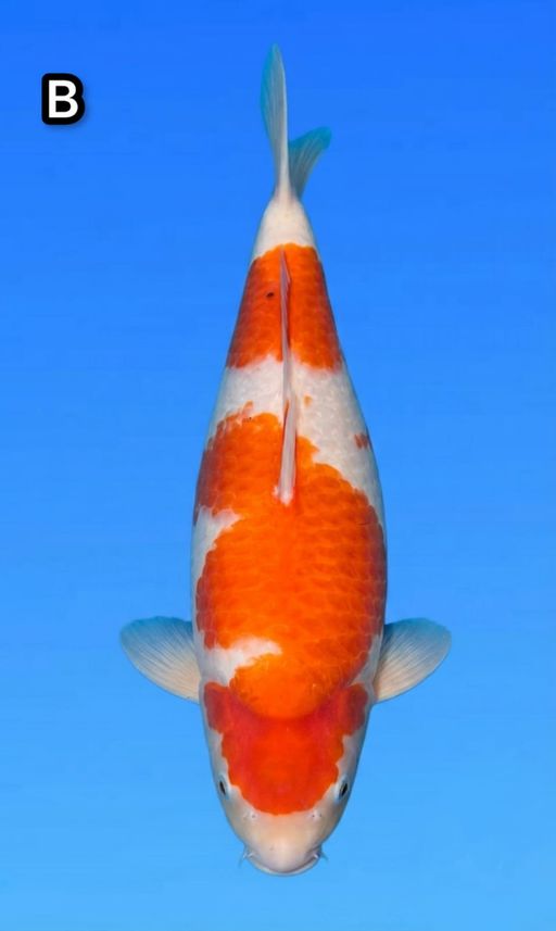 Lelang Koi Online, Jual Beli Ikan Koi, Pusat Jual Beli Koi, Info Lelang Koi Hari Ini, Platform Jual Beli Koi, Jual Beli Ikan Koi Online, Marketplace Ikan Koi, Jual Koi Terbaik, Tempat Beli Koi Berkualitas, Pasar Ikan Koi Online Terpercaya, Penjual Ikan Koi Terpercaya, Beli Koi Hias Online, Ikan Koi untuk Dijual, Koi Kualitas Terbaik, Toko Online Ikan Koi, Koi Hias Untuk Dijual, Jual Beli Ikan Koi Lokal, Koi Indonesia Online, Pusat Jual Beli Koi Terbesar