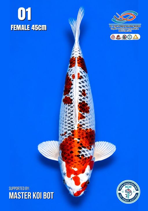 Lelang Koi Online, Jual Beli Ikan Koi, Pusat Jual Beli Koi, Info Lelang Koi Hari Ini, Platform Jual Beli Koi, Jual Beli Ikan Koi Online, Marketplace Ikan Koi, Jual Koi Terbaik, Tempat Beli Koi Berkualitas, Pasar Ikan Koi Online Terpercaya, Penjual Ikan Koi Terpercaya, Beli Koi Hias Online, Ikan Koi untuk Dijual, Koi Kualitas Terbaik, Toko Online Ikan Koi, Koi Hias Untuk Dijual, Jual Beli Ikan Koi Lokal, Koi Indonesia Online, Pusat Jual Beli Koi Terbesar