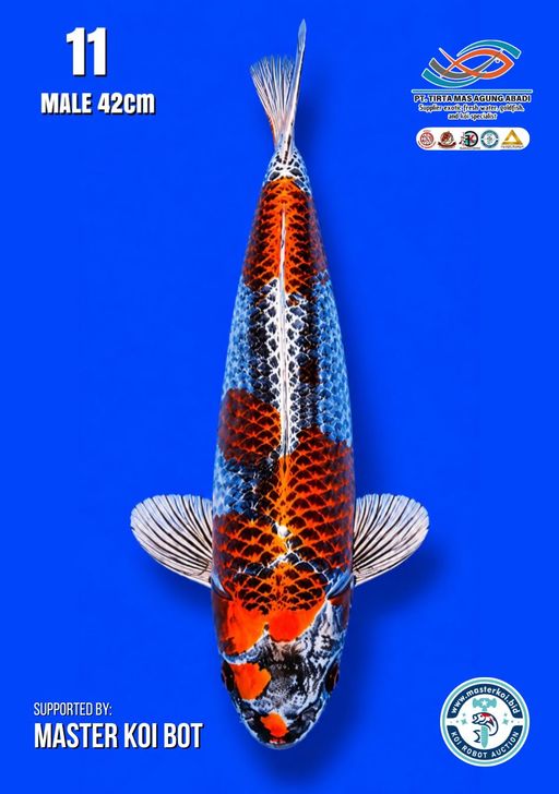 Lelang Koi Online, Jual Beli Ikan Koi, Pusat Jual Beli Koi, Info Lelang Koi Hari Ini, Platform Jual Beli Koi, Jual Beli Ikan Koi Online, Marketplace Ikan Koi, Jual Koi Terbaik, Tempat Beli Koi Berkualitas, Pasar Ikan Koi Online Terpercaya, Penjual Ikan Koi Terpercaya, Beli Koi Hias Online, Ikan Koi untuk Dijual, Koi Kualitas Terbaik, Toko Online Ikan Koi, Koi Hias Untuk Dijual, Jual Beli Ikan Koi Lokal, Koi Indonesia Online, Pusat Jual Beli Koi Terbesar