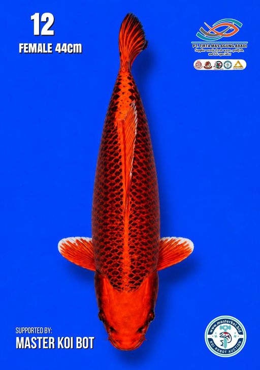 Lelang Koi Online, Jual Beli Ikan Koi, Pusat Jual Beli Koi, Info Lelang Koi Hari Ini, Platform Jual Beli Koi, Jual Beli Ikan Koi Online, Marketplace Ikan Koi, Jual Koi Terbaik, Tempat Beli Koi Berkualitas, Pasar Ikan Koi Online Terpercaya, Penjual Ikan Koi Terpercaya, Beli Koi Hias Online, Ikan Koi untuk Dijual, Koi Kualitas Terbaik, Toko Online Ikan Koi, Koi Hias Untuk Dijual, Jual Beli Ikan Koi Lokal, Koi Indonesia Online, Pusat Jual Beli Koi Terbesar
