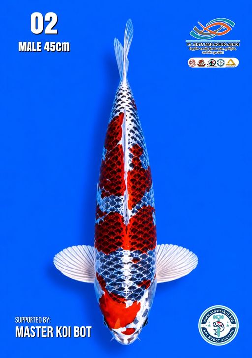 Lelang Koi Online, Jual Beli Ikan Koi, Pusat Jual Beli Koi, Info Lelang Koi Hari Ini, Platform Jual Beli Koi, Jual Beli Ikan Koi Online, Marketplace Ikan Koi, Jual Koi Terbaik, Tempat Beli Koi Berkualitas, Pasar Ikan Koi Online Terpercaya, Penjual Ikan Koi Terpercaya, Beli Koi Hias Online, Ikan Koi untuk Dijual, Koi Kualitas Terbaik, Toko Online Ikan Koi, Koi Hias Untuk Dijual, Jual Beli Ikan Koi Lokal, Koi Indonesia Online, Pusat Jual Beli Koi Terbesar