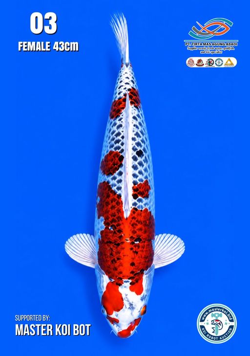 Lelang Koi Online, Jual Beli Ikan Koi, Pusat Jual Beli Koi, Info Lelang Koi Hari Ini, Platform Jual Beli Koi, Jual Beli Ikan Koi Online, Marketplace Ikan Koi, Jual Koi Terbaik, Tempat Beli Koi Berkualitas, Pasar Ikan Koi Online Terpercaya, Penjual Ikan Koi Terpercaya, Beli Koi Hias Online, Ikan Koi untuk Dijual, Koi Kualitas Terbaik, Toko Online Ikan Koi, Koi Hias Untuk Dijual, Jual Beli Ikan Koi Lokal, Koi Indonesia Online, Pusat Jual Beli Koi Terbesar