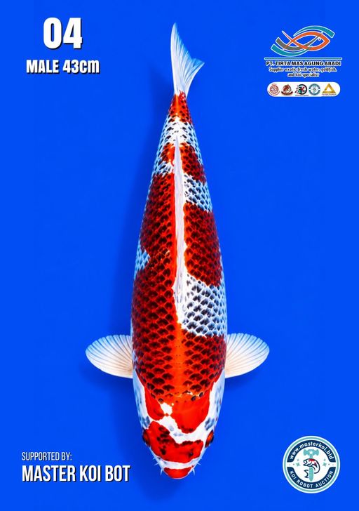 Lelang Koi Online, Jual Beli Ikan Koi, Pusat Jual Beli Koi, Info Lelang Koi Hari Ini, Platform Jual Beli Koi, Jual Beli Ikan Koi Online, Marketplace Ikan Koi, Jual Koi Terbaik, Tempat Beli Koi Berkualitas, Pasar Ikan Koi Online Terpercaya, Penjual Ikan Koi Terpercaya, Beli Koi Hias Online, Ikan Koi untuk Dijual, Koi Kualitas Terbaik, Toko Online Ikan Koi, Koi Hias Untuk Dijual, Jual Beli Ikan Koi Lokal, Koi Indonesia Online, Pusat Jual Beli Koi Terbesar