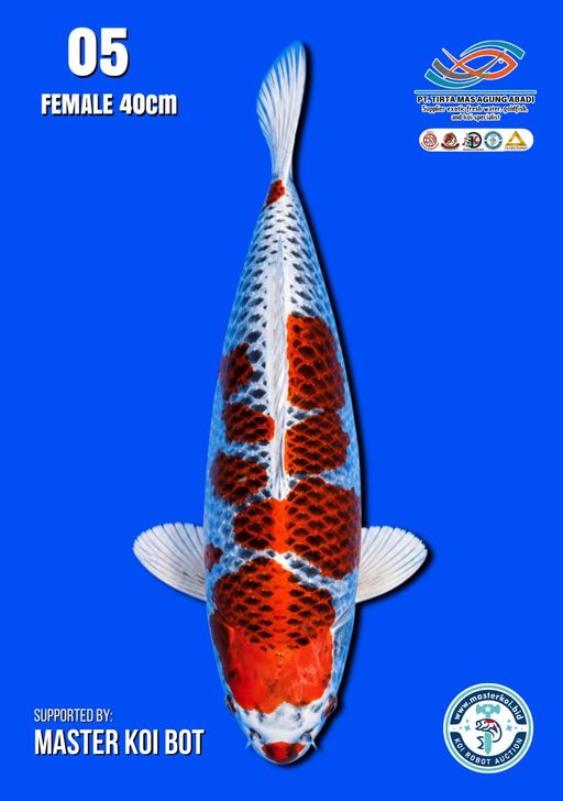 Lelang Koi Online, Jual Beli Ikan Koi, Pusat Jual Beli Koi, Info Lelang Koi Hari Ini, Platform Jual Beli Koi, Jual Beli Ikan Koi Online, Marketplace Ikan Koi, Jual Koi Terbaik, Tempat Beli Koi Berkualitas, Pasar Ikan Koi Online Terpercaya, Penjual Ikan Koi Terpercaya, Beli Koi Hias Online, Ikan Koi untuk Dijual, Koi Kualitas Terbaik, Toko Online Ikan Koi, Koi Hias Untuk Dijual, Jual Beli Ikan Koi Lokal, Koi Indonesia Online, Pusat Jual Beli Koi Terbesar