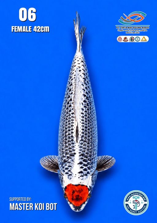 Lelang Koi Online, Jual Beli Ikan Koi, Pusat Jual Beli Koi, Info Lelang Koi Hari Ini, Platform Jual Beli Koi, Jual Beli Ikan Koi Online, Marketplace Ikan Koi, Jual Koi Terbaik, Tempat Beli Koi Berkualitas, Pasar Ikan Koi Online Terpercaya, Penjual Ikan Koi Terpercaya, Beli Koi Hias Online, Ikan Koi untuk Dijual, Koi Kualitas Terbaik, Toko Online Ikan Koi, Koi Hias Untuk Dijual, Jual Beli Ikan Koi Lokal, Koi Indonesia Online, Pusat Jual Beli Koi Terbesar
