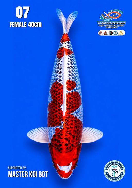 Lelang Koi Online, Jual Beli Ikan Koi, Pusat Jual Beli Koi, Info Lelang Koi Hari Ini, Platform Jual Beli Koi, Jual Beli Ikan Koi Online, Marketplace Ikan Koi, Jual Koi Terbaik, Tempat Beli Koi Berkualitas, Pasar Ikan Koi Online Terpercaya, Penjual Ikan Koi Terpercaya, Beli Koi Hias Online, Ikan Koi untuk Dijual, Koi Kualitas Terbaik, Toko Online Ikan Koi, Koi Hias Untuk Dijual, Jual Beli Ikan Koi Lokal, Koi Indonesia Online, Pusat Jual Beli Koi Terbesar