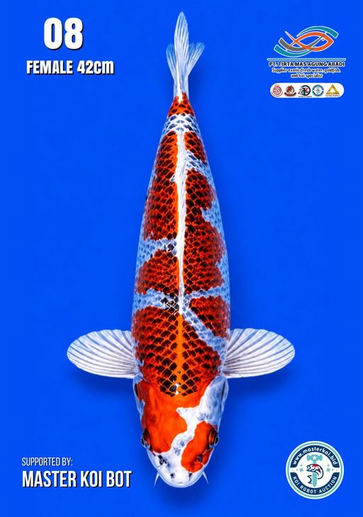 Lelang Koi Online, Jual Beli Ikan Koi, Pusat Jual Beli Koi, Info Lelang Koi Hari Ini, Platform Jual Beli Koi, Jual Beli Ikan Koi Online, Marketplace Ikan Koi, Jual Koi Terbaik, Tempat Beli Koi Berkualitas, Pasar Ikan Koi Online Terpercaya, Penjual Ikan Koi Terpercaya, Beli Koi Hias Online, Ikan Koi untuk Dijual, Koi Kualitas Terbaik, Toko Online Ikan Koi, Koi Hias Untuk Dijual, Jual Beli Ikan Koi Lokal, Koi Indonesia Online, Pusat Jual Beli Koi Terbesar