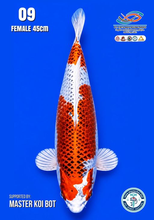 Lelang Koi Online, Jual Beli Ikan Koi, Pusat Jual Beli Koi, Info Lelang Koi Hari Ini, Platform Jual Beli Koi, Jual Beli Ikan Koi Online, Marketplace Ikan Koi, Jual Koi Terbaik, Tempat Beli Koi Berkualitas, Pasar Ikan Koi Online Terpercaya, Penjual Ikan Koi Terpercaya, Beli Koi Hias Online, Ikan Koi untuk Dijual, Koi Kualitas Terbaik, Toko Online Ikan Koi, Koi Hias Untuk Dijual, Jual Beli Ikan Koi Lokal, Koi Indonesia Online, Pusat Jual Beli Koi Terbesar