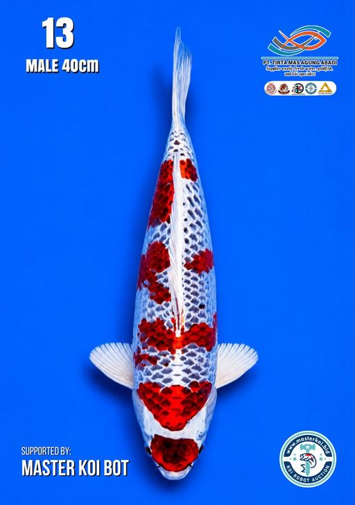 Lelang Koi Online, Jual Beli Ikan Koi, Pusat Jual Beli Koi, Info Lelang Koi Hari Ini, Platform Jual Beli Koi, Jual Beli Ikan Koi Online, Marketplace Ikan Koi, Jual Koi Terbaik, Tempat Beli Koi Berkualitas, Pasar Ikan Koi Online Terpercaya, Penjual Ikan Koi Terpercaya, Beli Koi Hias Online, Ikan Koi untuk Dijual, Koi Kualitas Terbaik, Toko Online Ikan Koi, Koi Hias Untuk Dijual, Jual Beli Ikan Koi Lokal, Koi Indonesia Online, Pusat Jual Beli Koi Terbesar