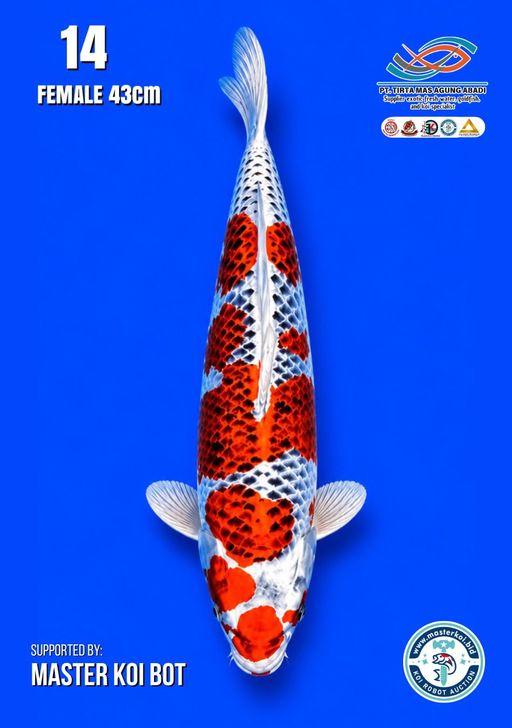 Lelang Koi Online, Jual Beli Ikan Koi, Pusat Jual Beli Koi, Info Lelang Koi Hari Ini, Platform Jual Beli Koi, Jual Beli Ikan Koi Online, Marketplace Ikan Koi, Jual Koi Terbaik, Tempat Beli Koi Berkualitas, Pasar Ikan Koi Online Terpercaya, Penjual Ikan Koi Terpercaya, Beli Koi Hias Online, Ikan Koi untuk Dijual, Koi Kualitas Terbaik, Toko Online Ikan Koi, Koi Hias Untuk Dijual, Jual Beli Ikan Koi Lokal, Koi Indonesia Online, Pusat Jual Beli Koi Terbesar