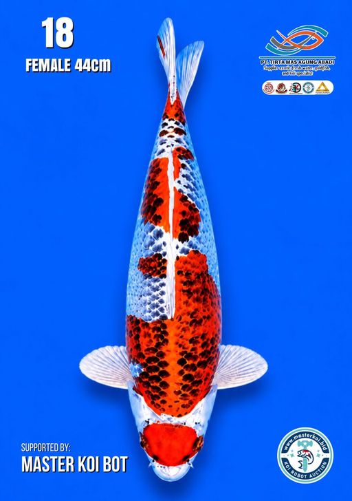Lelang Koi Online, Jual Beli Ikan Koi, Pusat Jual Beli Koi, Info Lelang Koi Hari Ini, Platform Jual Beli Koi, Jual Beli Ikan Koi Online, Marketplace Ikan Koi, Jual Koi Terbaik, Tempat Beli Koi Berkualitas, Pasar Ikan Koi Online Terpercaya, Penjual Ikan Koi Terpercaya, Beli Koi Hias Online, Ikan Koi untuk Dijual, Koi Kualitas Terbaik, Toko Online Ikan Koi, Koi Hias Untuk Dijual, Jual Beli Ikan Koi Lokal, Koi Indonesia Online, Pusat Jual Beli Koi Terbesar