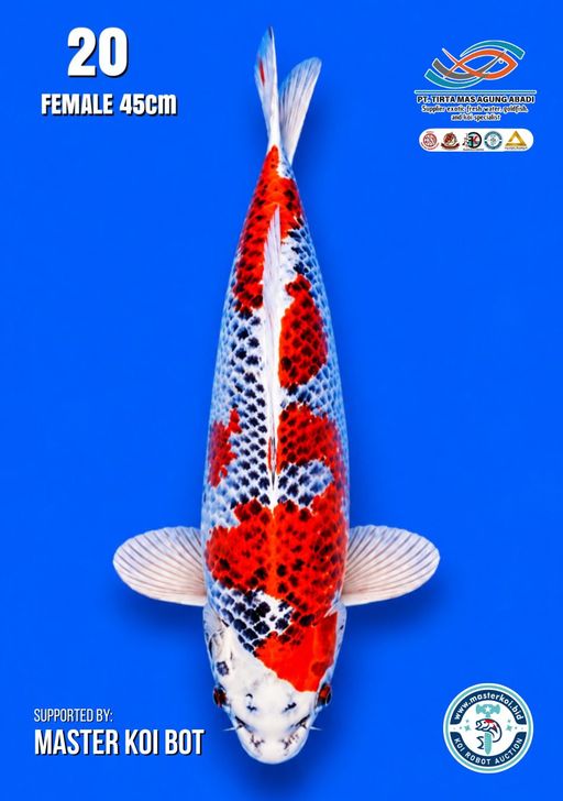 Lelang Koi Online, Jual Beli Ikan Koi, Pusat Jual Beli Koi, Info Lelang Koi Hari Ini, Platform Jual Beli Koi, Jual Beli Ikan Koi Online, Marketplace Ikan Koi, Jual Koi Terbaik, Tempat Beli Koi Berkualitas, Pasar Ikan Koi Online Terpercaya, Penjual Ikan Koi Terpercaya, Beli Koi Hias Online, Ikan Koi untuk Dijual, Koi Kualitas Terbaik, Toko Online Ikan Koi, Koi Hias Untuk Dijual, Jual Beli Ikan Koi Lokal, Koi Indonesia Online, Pusat Jual Beli Koi Terbesar