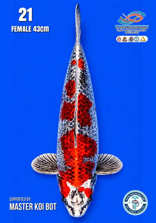 Lelang Koi Online, Jual Beli Ikan Koi, Pusat Jual Beli Koi, Info Lelang Koi Hari Ini, Platform Jual Beli Koi, Jual Beli Ikan Koi Online, Marketplace Ikan Koi, Jual Koi Terbaik, Tempat Beli Koi Berkualitas, Pasar Ikan Koi Online Terpercaya, Penjual Ikan Koi Terpercaya, Beli Koi Hias Online, Ikan Koi untuk Dijual, Koi Kualitas Terbaik, Toko Online Ikan Koi, Koi Hias Untuk Dijual, Jual Beli Ikan Koi Lokal, Koi Indonesia Online, Pusat Jual Beli Koi Terbesar