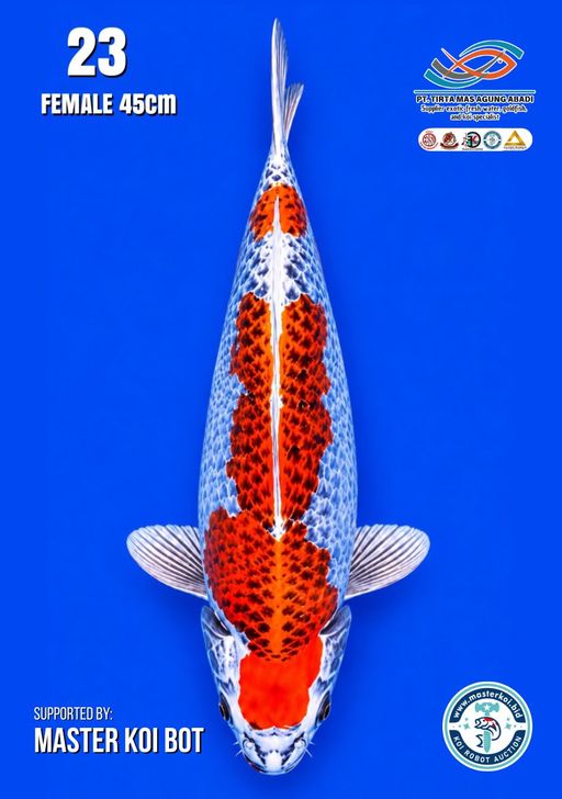 Lelang Koi Online, Jual Beli Ikan Koi, Pusat Jual Beli Koi, Info Lelang Koi Hari Ini, Platform Jual Beli Koi, Jual Beli Ikan Koi Online, Marketplace Ikan Koi, Jual Koi Terbaik, Tempat Beli Koi Berkualitas, Pasar Ikan Koi Online Terpercaya, Penjual Ikan Koi Terpercaya, Beli Koi Hias Online, Ikan Koi untuk Dijual, Koi Kualitas Terbaik, Toko Online Ikan Koi, Koi Hias Untuk Dijual, Jual Beli Ikan Koi Lokal, Koi Indonesia Online, Pusat Jual Beli Koi Terbesar