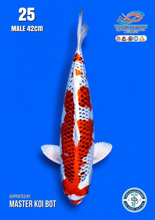 Lelang Koi Online, Jual Beli Ikan Koi, Pusat Jual Beli Koi, Info Lelang Koi Hari Ini, Platform Jual Beli Koi, Jual Beli Ikan Koi Online, Marketplace Ikan Koi, Jual Koi Terbaik, Tempat Beli Koi Berkualitas, Pasar Ikan Koi Online Terpercaya, Penjual Ikan Koi Terpercaya, Beli Koi Hias Online, Ikan Koi untuk Dijual, Koi Kualitas Terbaik, Toko Online Ikan Koi, Koi Hias Untuk Dijual, Jual Beli Ikan Koi Lokal, Koi Indonesia Online, Pusat Jual Beli Koi Terbesar