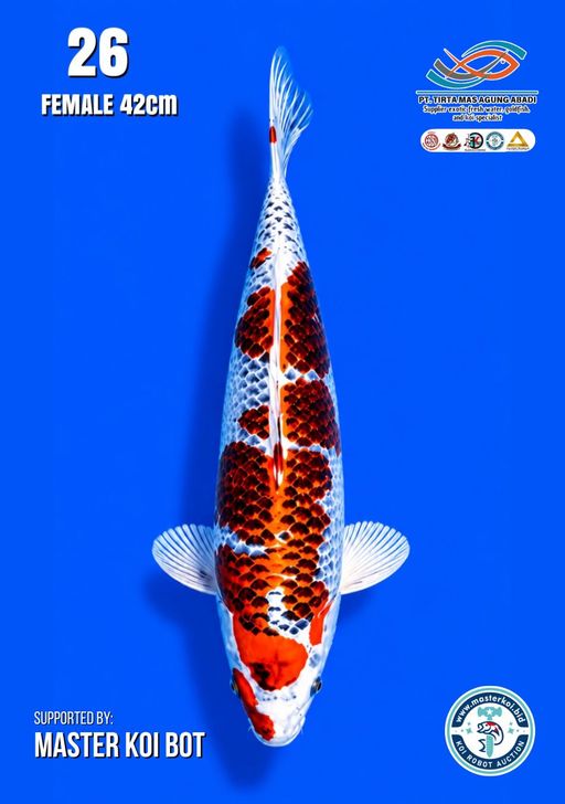 Lelang Koi Online, Jual Beli Ikan Koi, Pusat Jual Beli Koi, Info Lelang Koi Hari Ini, Platform Jual Beli Koi, Jual Beli Ikan Koi Online, Marketplace Ikan Koi, Jual Koi Terbaik, Tempat Beli Koi Berkualitas, Pasar Ikan Koi Online Terpercaya, Penjual Ikan Koi Terpercaya, Beli Koi Hias Online, Ikan Koi untuk Dijual, Koi Kualitas Terbaik, Toko Online Ikan Koi, Koi Hias Untuk Dijual, Jual Beli Ikan Koi Lokal, Koi Indonesia Online, Pusat Jual Beli Koi Terbesar