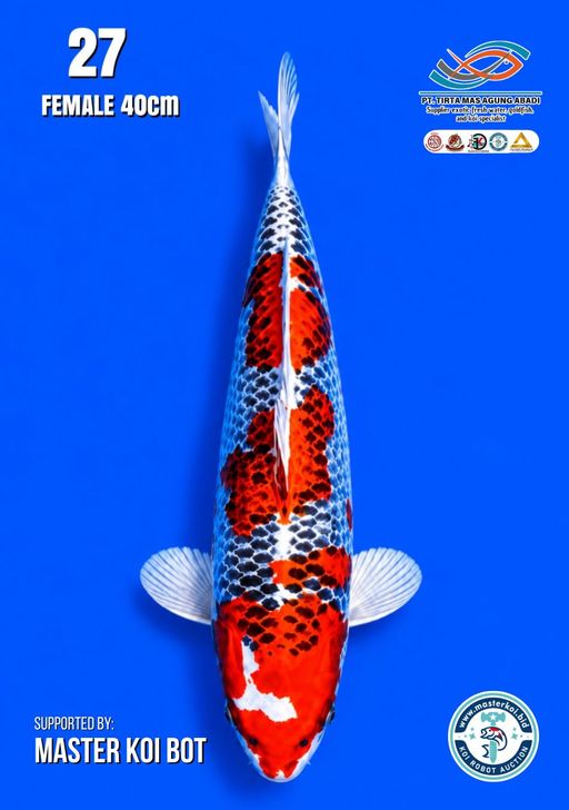 Lelang Koi Online, Jual Beli Ikan Koi, Pusat Jual Beli Koi, Info Lelang Koi Hari Ini, Platform Jual Beli Koi, Jual Beli Ikan Koi Online, Marketplace Ikan Koi, Jual Koi Terbaik, Tempat Beli Koi Berkualitas, Pasar Ikan Koi Online Terpercaya, Penjual Ikan Koi Terpercaya, Beli Koi Hias Online, Ikan Koi untuk Dijual, Koi Kualitas Terbaik, Toko Online Ikan Koi, Koi Hias Untuk Dijual, Jual Beli Ikan Koi Lokal, Koi Indonesia Online, Pusat Jual Beli Koi Terbesar