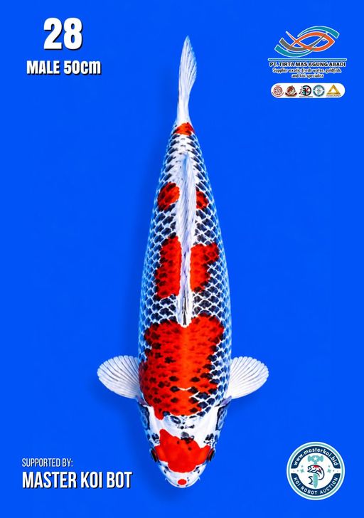 Lelang Koi Online, Jual Beli Ikan Koi, Pusat Jual Beli Koi, Info Lelang Koi Hari Ini, Platform Jual Beli Koi, Jual Beli Ikan Koi Online, Marketplace Ikan Koi, Jual Koi Terbaik, Tempat Beli Koi Berkualitas, Pasar Ikan Koi Online Terpercaya, Penjual Ikan Koi Terpercaya, Beli Koi Hias Online, Ikan Koi untuk Dijual, Koi Kualitas Terbaik, Toko Online Ikan Koi, Koi Hias Untuk Dijual, Jual Beli Ikan Koi Lokal, Koi Indonesia Online, Pusat Jual Beli Koi Terbesar