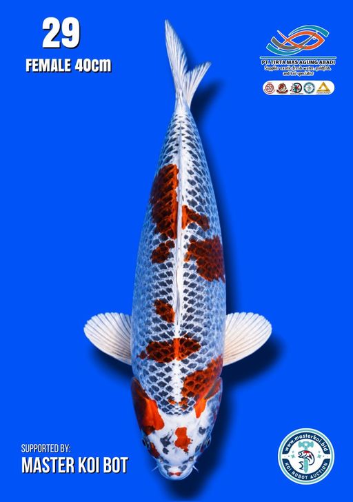 Lelang Koi Online, Jual Beli Ikan Koi, Pusat Jual Beli Koi, Info Lelang Koi Hari Ini, Platform Jual Beli Koi, Jual Beli Ikan Koi Online, Marketplace Ikan Koi, Jual Koi Terbaik, Tempat Beli Koi Berkualitas, Pasar Ikan Koi Online Terpercaya, Penjual Ikan Koi Terpercaya, Beli Koi Hias Online, Ikan Koi untuk Dijual, Koi Kualitas Terbaik, Toko Online Ikan Koi, Koi Hias Untuk Dijual, Jual Beli Ikan Koi Lokal, Koi Indonesia Online, Pusat Jual Beli Koi Terbesar
