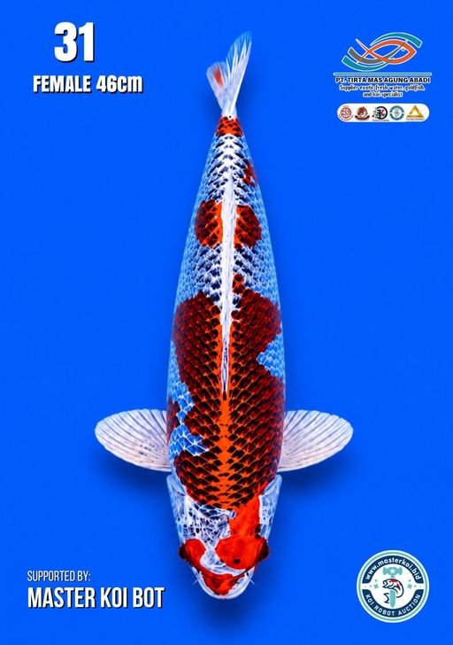 Lelang Koi Online, Jual Beli Ikan Koi, Pusat Jual Beli Koi, Info Lelang Koi Hari Ini, Platform Jual Beli Koi, Jual Beli Ikan Koi Online, Marketplace Ikan Koi, Jual Koi Terbaik, Tempat Beli Koi Berkualitas, Pasar Ikan Koi Online Terpercaya, Penjual Ikan Koi Terpercaya, Beli Koi Hias Online, Ikan Koi untuk Dijual, Koi Kualitas Terbaik, Toko Online Ikan Koi, Koi Hias Untuk Dijual, Jual Beli Ikan Koi Lokal, Koi Indonesia Online, Pusat Jual Beli Koi Terbesar
