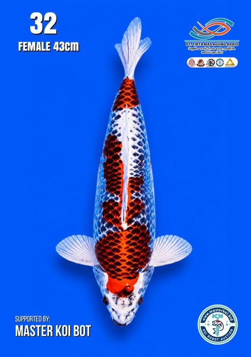 Lelang Koi Online, Jual Beli Ikan Koi, Pusat Jual Beli Koi, Info Lelang Koi Hari Ini, Platform Jual Beli Koi, Jual Beli Ikan Koi Online, Marketplace Ikan Koi, Jual Koi Terbaik, Tempat Beli Koi Berkualitas, Pasar Ikan Koi Online Terpercaya, Penjual Ikan Koi Terpercaya, Beli Koi Hias Online, Ikan Koi untuk Dijual, Koi Kualitas Terbaik, Toko Online Ikan Koi, Koi Hias Untuk Dijual, Jual Beli Ikan Koi Lokal, Koi Indonesia Online, Pusat Jual Beli Koi Terbesar