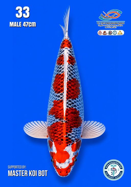 Lelang Koi Online, Jual Beli Ikan Koi, Pusat Jual Beli Koi, Info Lelang Koi Hari Ini, Platform Jual Beli Koi, Jual Beli Ikan Koi Online, Marketplace Ikan Koi, Jual Koi Terbaik, Tempat Beli Koi Berkualitas, Pasar Ikan Koi Online Terpercaya, Penjual Ikan Koi Terpercaya, Beli Koi Hias Online, Ikan Koi untuk Dijual, Koi Kualitas Terbaik, Toko Online Ikan Koi, Koi Hias Untuk Dijual, Jual Beli Ikan Koi Lokal, Koi Indonesia Online, Pusat Jual Beli Koi Terbesar