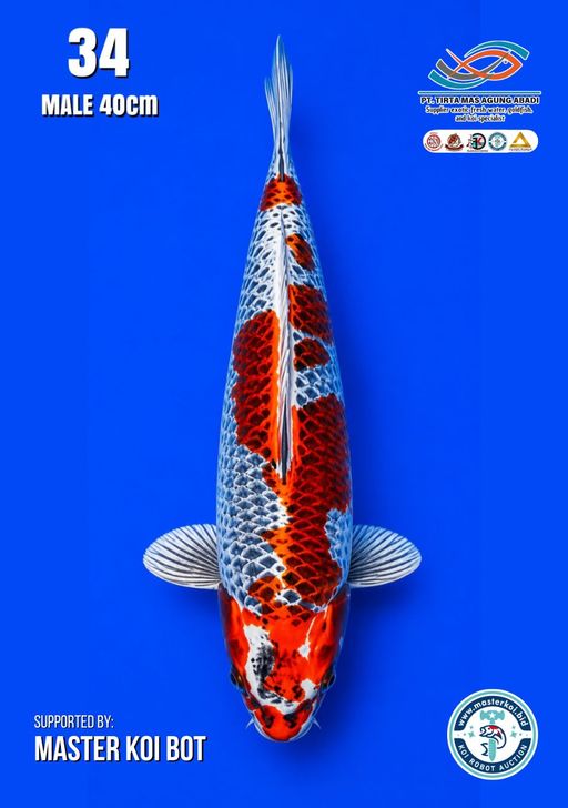 Lelang Koi Online, Jual Beli Ikan Koi, Pusat Jual Beli Koi, Info Lelang Koi Hari Ini, Platform Jual Beli Koi, Jual Beli Ikan Koi Online, Marketplace Ikan Koi, Jual Koi Terbaik, Tempat Beli Koi Berkualitas, Pasar Ikan Koi Online Terpercaya, Penjual Ikan Koi Terpercaya, Beli Koi Hias Online, Ikan Koi untuk Dijual, Koi Kualitas Terbaik, Toko Online Ikan Koi, Koi Hias Untuk Dijual, Jual Beli Ikan Koi Lokal, Koi Indonesia Online, Pusat Jual Beli Koi Terbesar
