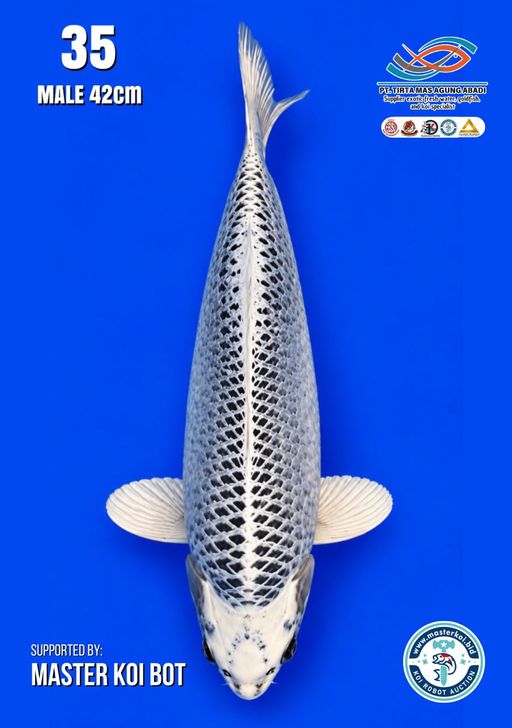 Lelang Koi Online, Jual Beli Ikan Koi, Pusat Jual Beli Koi, Info Lelang Koi Hari Ini, Platform Jual Beli Koi, Jual Beli Ikan Koi Online, Marketplace Ikan Koi, Jual Koi Terbaik, Tempat Beli Koi Berkualitas, Pasar Ikan Koi Online Terpercaya, Penjual Ikan Koi Terpercaya, Beli Koi Hias Online, Ikan Koi untuk Dijual, Koi Kualitas Terbaik, Toko Online Ikan Koi, Koi Hias Untuk Dijual, Jual Beli Ikan Koi Lokal, Koi Indonesia Online, Pusat Jual Beli Koi Terbesar
