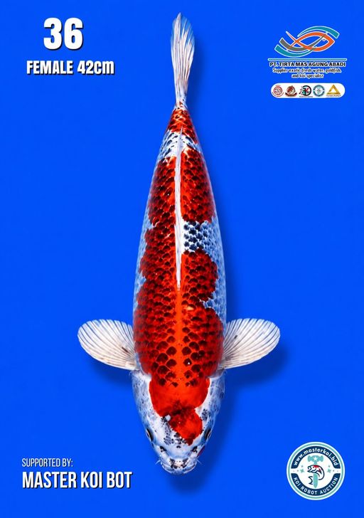 Lelang Koi Online, Jual Beli Ikan Koi, Pusat Jual Beli Koi, Info Lelang Koi Hari Ini, Platform Jual Beli Koi, Jual Beli Ikan Koi Online, Marketplace Ikan Koi, Jual Koi Terbaik, Tempat Beli Koi Berkualitas, Pasar Ikan Koi Online Terpercaya, Penjual Ikan Koi Terpercaya, Beli Koi Hias Online, Ikan Koi untuk Dijual, Koi Kualitas Terbaik, Toko Online Ikan Koi, Koi Hias Untuk Dijual, Jual Beli Ikan Koi Lokal, Koi Indonesia Online, Pusat Jual Beli Koi Terbesar