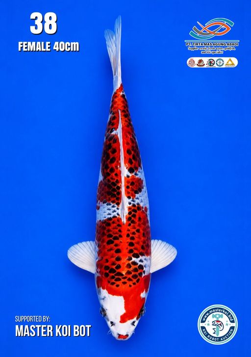 Lelang Koi Online, Jual Beli Ikan Koi, Pusat Jual Beli Koi, Info Lelang Koi Hari Ini, Platform Jual Beli Koi, Jual Beli Ikan Koi Online, Marketplace Ikan Koi, Jual Koi Terbaik, Tempat Beli Koi Berkualitas, Pasar Ikan Koi Online Terpercaya, Penjual Ikan Koi Terpercaya, Beli Koi Hias Online, Ikan Koi untuk Dijual, Koi Kualitas Terbaik, Toko Online Ikan Koi, Koi Hias Untuk Dijual, Jual Beli Ikan Koi Lokal, Koi Indonesia Online, Pusat Jual Beli Koi Terbesar