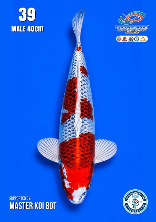 Lelang Koi Online, Jual Beli Ikan Koi, Pusat Jual Beli Koi, Info Lelang Koi Hari Ini, Platform Jual Beli Koi, Jual Beli Ikan Koi Online, Marketplace Ikan Koi, Jual Koi Terbaik, Tempat Beli Koi Berkualitas, Pasar Ikan Koi Online Terpercaya, Penjual Ikan Koi Terpercaya, Beli Koi Hias Online, Ikan Koi untuk Dijual, Koi Kualitas Terbaik, Toko Online Ikan Koi, Koi Hias Untuk Dijual, Jual Beli Ikan Koi Lokal, Koi Indonesia Online, Pusat Jual Beli Koi Terbesar