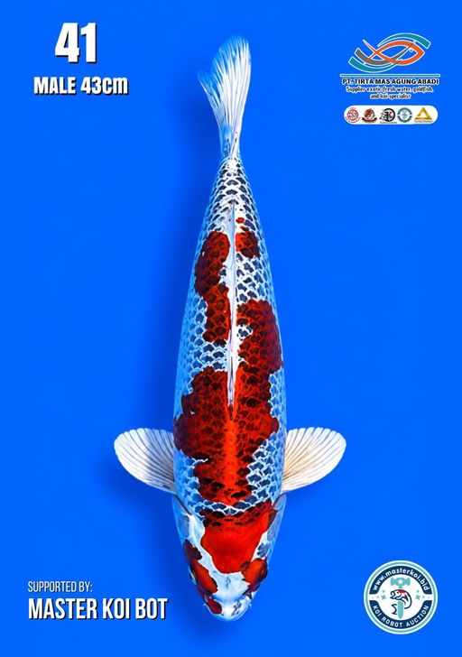 Lelang Koi Online, Jual Beli Ikan Koi, Pusat Jual Beli Koi, Info Lelang Koi Hari Ini, Platform Jual Beli Koi, Jual Beli Ikan Koi Online, Marketplace Ikan Koi, Jual Koi Terbaik, Tempat Beli Koi Berkualitas, Pasar Ikan Koi Online Terpercaya, Penjual Ikan Koi Terpercaya, Beli Koi Hias Online, Ikan Koi untuk Dijual, Koi Kualitas Terbaik, Toko Online Ikan Koi, Koi Hias Untuk Dijual, Jual Beli Ikan Koi Lokal, Koi Indonesia Online, Pusat Jual Beli Koi Terbesar