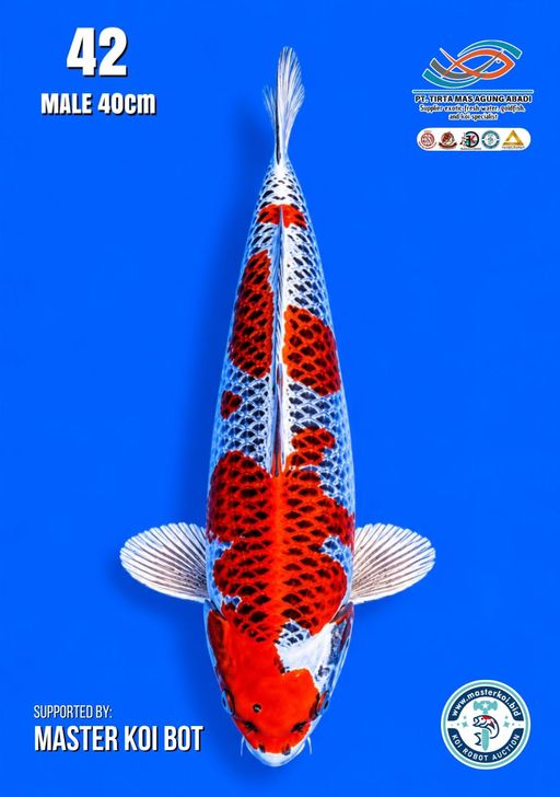 Lelang Koi Online, Jual Beli Ikan Koi, Pusat Jual Beli Koi, Info Lelang Koi Hari Ini, Platform Jual Beli Koi, Jual Beli Ikan Koi Online, Marketplace Ikan Koi, Jual Koi Terbaik, Tempat Beli Koi Berkualitas, Pasar Ikan Koi Online Terpercaya, Penjual Ikan Koi Terpercaya, Beli Koi Hias Online, Ikan Koi untuk Dijual, Koi Kualitas Terbaik, Toko Online Ikan Koi, Koi Hias Untuk Dijual, Jual Beli Ikan Koi Lokal, Koi Indonesia Online, Pusat Jual Beli Koi Terbesar