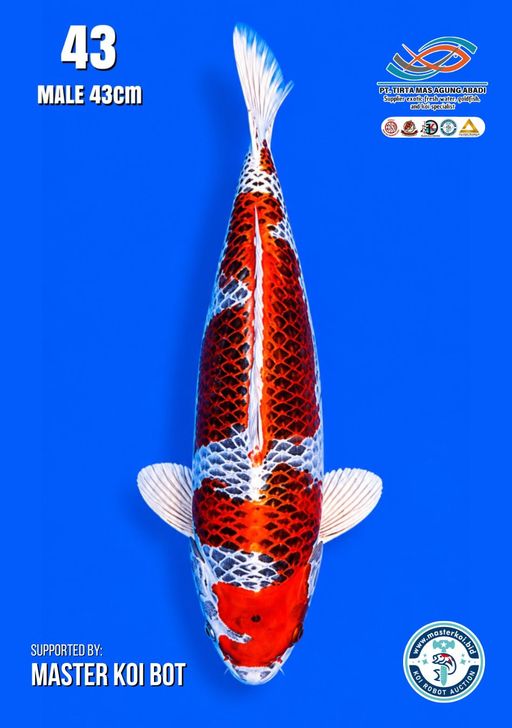Lelang Koi Online, Jual Beli Ikan Koi, Pusat Jual Beli Koi, Info Lelang Koi Hari Ini, Platform Jual Beli Koi, Jual Beli Ikan Koi Online, Marketplace Ikan Koi, Jual Koi Terbaik, Tempat Beli Koi Berkualitas, Pasar Ikan Koi Online Terpercaya, Penjual Ikan Koi Terpercaya, Beli Koi Hias Online, Ikan Koi untuk Dijual, Koi Kualitas Terbaik, Toko Online Ikan Koi, Koi Hias Untuk Dijual, Jual Beli Ikan Koi Lokal, Koi Indonesia Online, Pusat Jual Beli Koi Terbesar
