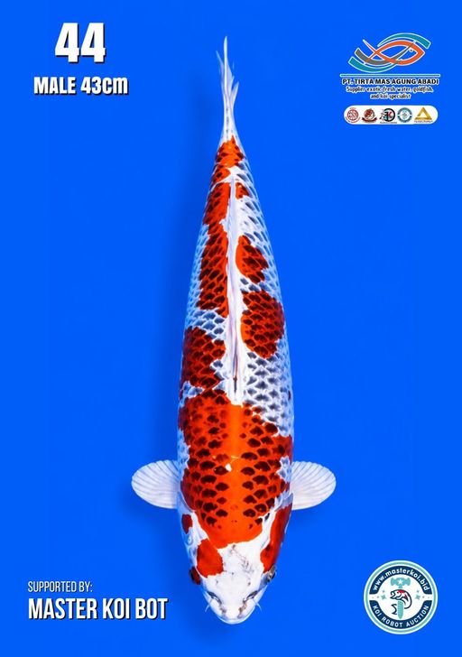 Lelang Koi Online, Jual Beli Ikan Koi, Pusat Jual Beli Koi, Info Lelang Koi Hari Ini, Platform Jual Beli Koi, Jual Beli Ikan Koi Online, Marketplace Ikan Koi, Jual Koi Terbaik, Tempat Beli Koi Berkualitas, Pasar Ikan Koi Online Terpercaya, Penjual Ikan Koi Terpercaya, Beli Koi Hias Online, Ikan Koi untuk Dijual, Koi Kualitas Terbaik, Toko Online Ikan Koi, Koi Hias Untuk Dijual, Jual Beli Ikan Koi Lokal, Koi Indonesia Online, Pusat Jual Beli Koi Terbesar
