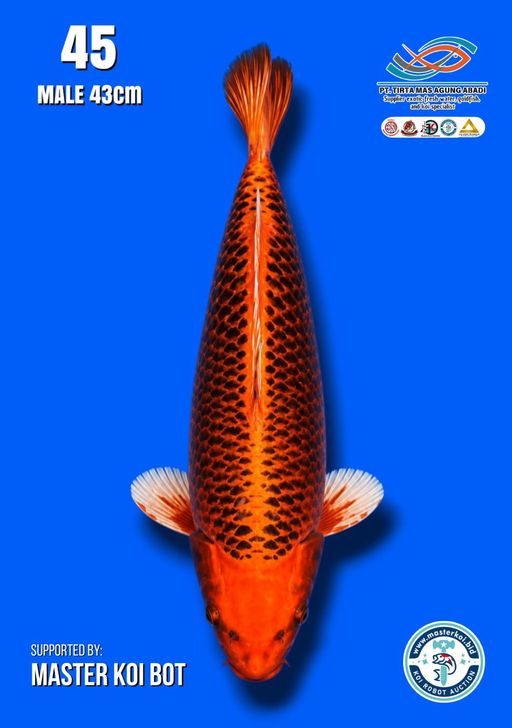 Lelang Koi Online, Jual Beli Ikan Koi, Pusat Jual Beli Koi, Info Lelang Koi Hari Ini, Platform Jual Beli Koi, Jual Beli Ikan Koi Online, Marketplace Ikan Koi, Jual Koi Terbaik, Tempat Beli Koi Berkualitas, Pasar Ikan Koi Online Terpercaya, Penjual Ikan Koi Terpercaya, Beli Koi Hias Online, Ikan Koi untuk Dijual, Koi Kualitas Terbaik, Toko Online Ikan Koi, Koi Hias Untuk Dijual, Jual Beli Ikan Koi Lokal, Koi Indonesia Online, Pusat Jual Beli Koi Terbesar