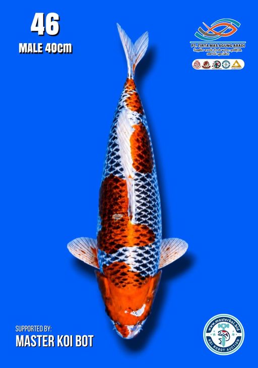 Lelang Koi Online, Jual Beli Ikan Koi, Pusat Jual Beli Koi, Info Lelang Koi Hari Ini, Platform Jual Beli Koi, Jual Beli Ikan Koi Online, Marketplace Ikan Koi, Jual Koi Terbaik, Tempat Beli Koi Berkualitas, Pasar Ikan Koi Online Terpercaya, Penjual Ikan Koi Terpercaya, Beli Koi Hias Online, Ikan Koi untuk Dijual, Koi Kualitas Terbaik, Toko Online Ikan Koi, Koi Hias Untuk Dijual, Jual Beli Ikan Koi Lokal, Koi Indonesia Online, Pusat Jual Beli Koi Terbesar