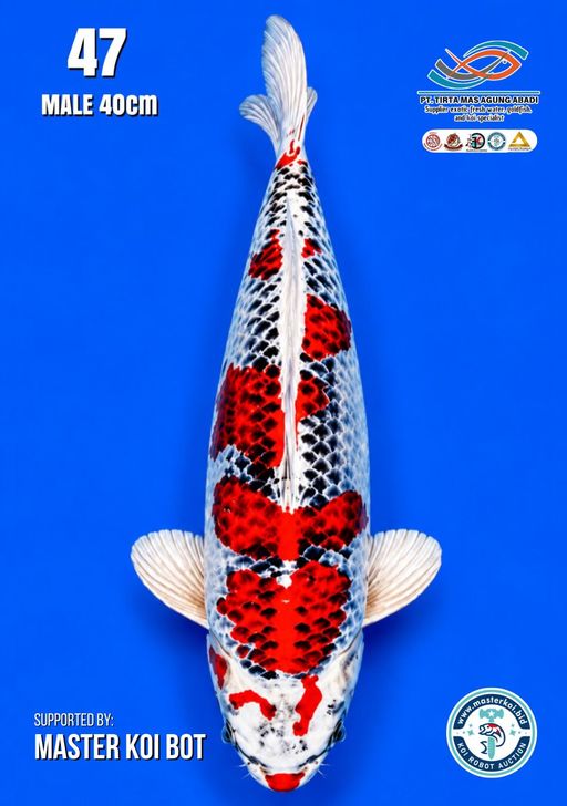 Lelang Koi Online, Jual Beli Ikan Koi, Pusat Jual Beli Koi, Info Lelang Koi Hari Ini, Platform Jual Beli Koi, Jual Beli Ikan Koi Online, Marketplace Ikan Koi, Jual Koi Terbaik, Tempat Beli Koi Berkualitas, Pasar Ikan Koi Online Terpercaya, Penjual Ikan Koi Terpercaya, Beli Koi Hias Online, Ikan Koi untuk Dijual, Koi Kualitas Terbaik, Toko Online Ikan Koi, Koi Hias Untuk Dijual, Jual Beli Ikan Koi Lokal, Koi Indonesia Online, Pusat Jual Beli Koi Terbesar