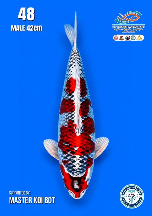Lelang Koi Online, Jual Beli Ikan Koi, Pusat Jual Beli Koi, Info Lelang Koi Hari Ini, Platform Jual Beli Koi, Jual Beli Ikan Koi Online, Marketplace Ikan Koi, Jual Koi Terbaik, Tempat Beli Koi Berkualitas, Pasar Ikan Koi Online Terpercaya, Penjual Ikan Koi Terpercaya, Beli Koi Hias Online, Ikan Koi untuk Dijual, Koi Kualitas Terbaik, Toko Online Ikan Koi, Koi Hias Untuk Dijual, Jual Beli Ikan Koi Lokal, Koi Indonesia Online, Pusat Jual Beli Koi Terbesar
