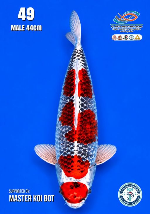 Lelang Koi Online, Jual Beli Ikan Koi, Pusat Jual Beli Koi, Info Lelang Koi Hari Ini, Platform Jual Beli Koi, Jual Beli Ikan Koi Online, Marketplace Ikan Koi, Jual Koi Terbaik, Tempat Beli Koi Berkualitas, Pasar Ikan Koi Online Terpercaya, Penjual Ikan Koi Terpercaya, Beli Koi Hias Online, Ikan Koi untuk Dijual, Koi Kualitas Terbaik, Toko Online Ikan Koi, Koi Hias Untuk Dijual, Jual Beli Ikan Koi Lokal, Koi Indonesia Online, Pusat Jual Beli Koi Terbesar