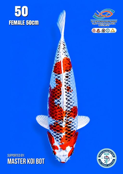 Lelang Koi Online, Jual Beli Ikan Koi, Pusat Jual Beli Koi, Info Lelang Koi Hari Ini, Platform Jual Beli Koi, Jual Beli Ikan Koi Online, Marketplace Ikan Koi, Jual Koi Terbaik, Tempat Beli Koi Berkualitas, Pasar Ikan Koi Online Terpercaya, Penjual Ikan Koi Terpercaya, Beli Koi Hias Online, Ikan Koi untuk Dijual, Koi Kualitas Terbaik, Toko Online Ikan Koi, Koi Hias Untuk Dijual, Jual Beli Ikan Koi Lokal, Koi Indonesia Online, Pusat Jual Beli Koi Terbesar