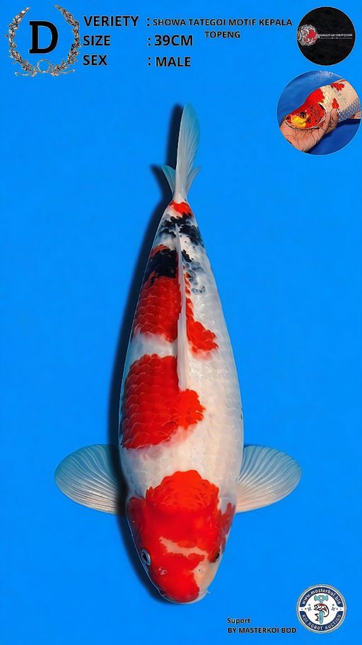 Lelang Koi Online, Jual Beli Ikan Koi, Pusat Jual Beli Koi, Info Lelang Koi Hari Ini, Platform Jual Beli Koi, Jual Beli Ikan Koi Online, Marketplace Ikan Koi, Jual Koi Terbaik, Tempat Beli Koi Berkualitas, Pasar Ikan Koi Online Terpercaya, Penjual Ikan Koi Terpercaya, Beli Koi Hias Online, Ikan Koi untuk Dijual, Koi Kualitas Terbaik, Toko Online Ikan Koi, Koi Hias Untuk Dijual, Jual Beli Ikan Koi Lokal, Koi Indonesia Online, Pusat Jual Beli Koi Terbesar