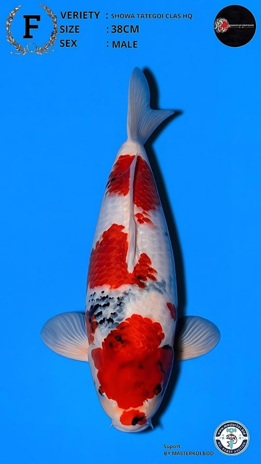 Lelang Koi Online, Jual Beli Ikan Koi, Pusat Jual Beli Koi, Info Lelang Koi Hari Ini, Platform Jual Beli Koi, Jual Beli Ikan Koi Online, Marketplace Ikan Koi, Jual Koi Terbaik, Tempat Beli Koi Berkualitas, Pasar Ikan Koi Online Terpercaya, Penjual Ikan Koi Terpercaya, Beli Koi Hias Online, Ikan Koi untuk Dijual, Koi Kualitas Terbaik, Toko Online Ikan Koi, Koi Hias Untuk Dijual, Jual Beli Ikan Koi Lokal, Koi Indonesia Online, Pusat Jual Beli Koi Terbesar