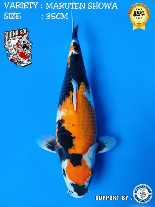 Lelang Koi Online, Jual Beli Ikan Koi, Pusat Jual Beli Koi, Info Lelang Koi Hari Ini, Platform Jual Beli Koi, Jual Beli Ikan Koi Online, Marketplace Ikan Koi, Jual Koi Terbaik, Tempat Beli Koi Berkualitas, Pasar Ikan Koi Online Terpercaya, Penjual Ikan Koi Terpercaya, Beli Koi Hias Online, Ikan Koi untuk Dijual, Koi Kualitas Terbaik, Toko Online Ikan Koi, Koi Hias Untuk Dijual, Jual Beli Ikan Koi Lokal, Koi Indonesia Online, Pusat Jual Beli Koi Terbesar