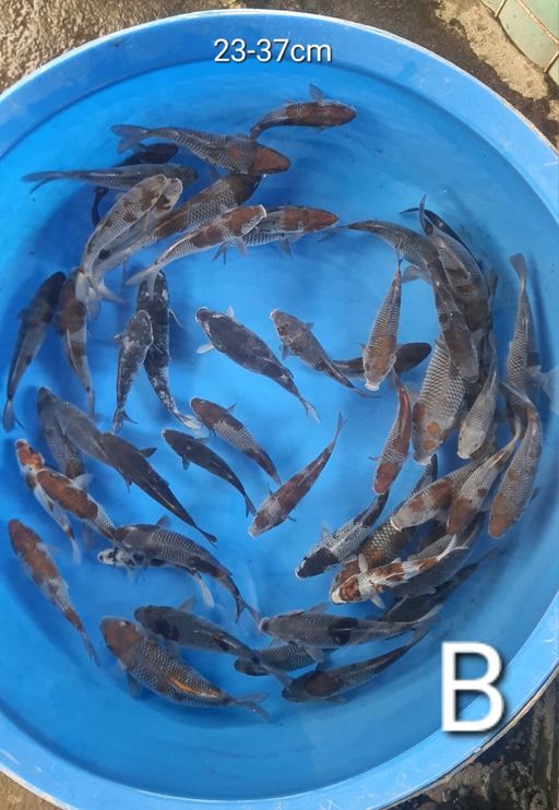 Lelang Koi Online, Jual Beli Ikan Koi, Pusat Jual Beli Koi, Info Lelang Koi Hari Ini, Platform Jual Beli Koi, Jual Beli Ikan Koi Online, Marketplace Ikan Koi, Jual Koi Terbaik, Tempat Beli Koi Berkualitas, Pasar Ikan Koi Online Terpercaya, Penjual Ikan Koi Terpercaya, Beli Koi Hias Online, Ikan Koi untuk Dijual, Koi Kualitas Terbaik, Toko Online Ikan Koi, Koi Hias Untuk Dijual, Jual Beli Ikan Koi Lokal, Koi Indonesia Online, Pusat Jual Beli Koi Terbesar