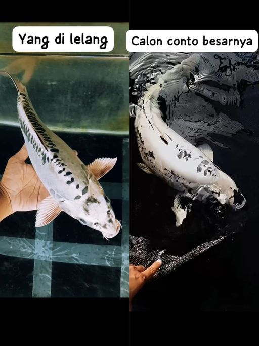 Lelang Koi Online, Jual Beli Ikan Koi, Pusat Jual Beli Koi, Info Lelang Koi Hari Ini, Platform Jual Beli Koi, Jual Beli Ikan Koi Online, Marketplace Ikan Koi, Jual Koi Terbaik, Tempat Beli Koi Berkualitas, Pasar Ikan Koi Online Terpercaya, Penjual Ikan Koi Terpercaya, Beli Koi Hias Online, Ikan Koi untuk Dijual, Koi Kualitas Terbaik, Toko Online Ikan Koi, Koi Hias Untuk Dijual, Jual Beli Ikan Koi Lokal, Koi Indonesia Online, Pusat Jual Beli Koi Terbesar